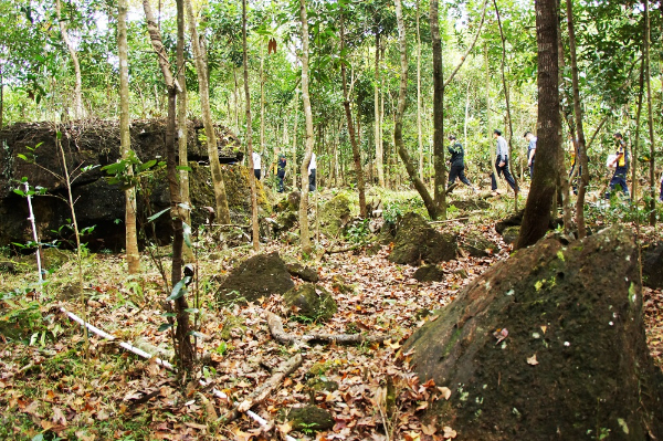 八角肉桂在石多土少的地方也能生長良好，十分適合八桂山區種植。.JPG